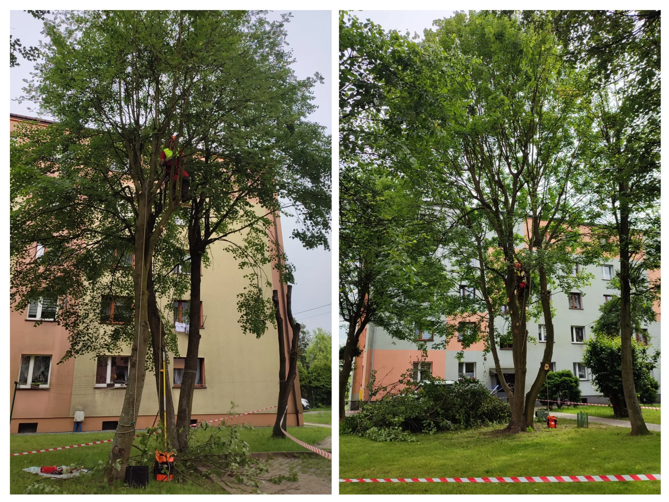 Przycinanie drzew – arborysta w uprzęży ścina gałęzie wysokiego drzewa przy bloku mieszkalnym