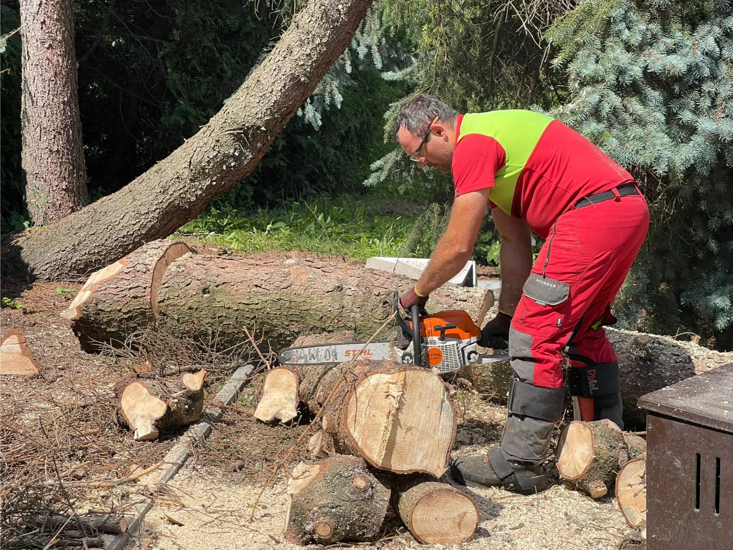 Przycinanie drzew – pracownik tnie pniak piłą łańcuchową, pocięte kłody i gałęzie obok
