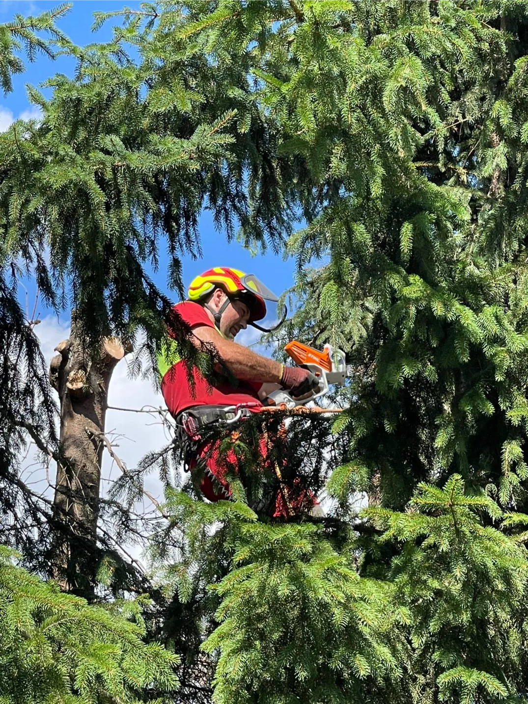 Przycinanie drzew – arborysta na linach tnie gałęzie świerku pilarką