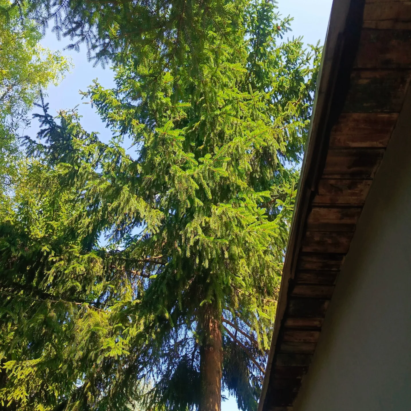 Wysokie drzewo iglaste obok dachu budynku – Arborystyka i ocena stanu drzewa