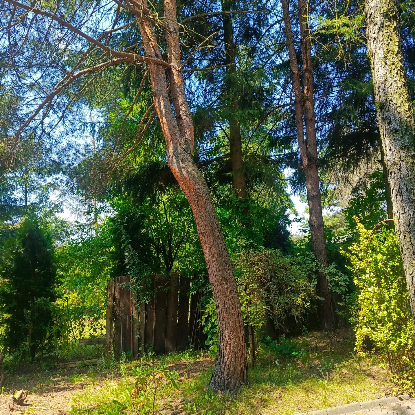 Grupa wysokich drzew i krzewów przy drewnianym ogrodzeniu – arborystyka