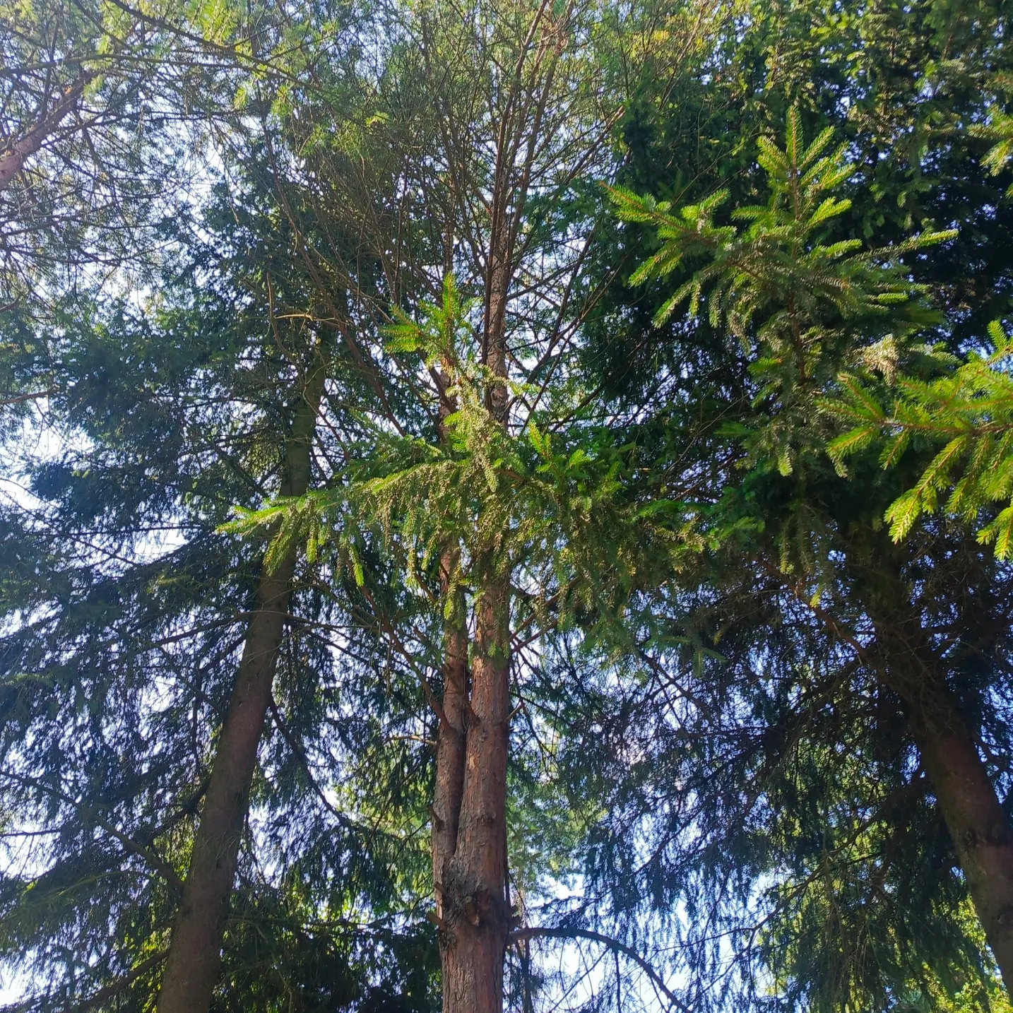 Widok koron iglastych drzew od dołu – inwentaryzacja drzew