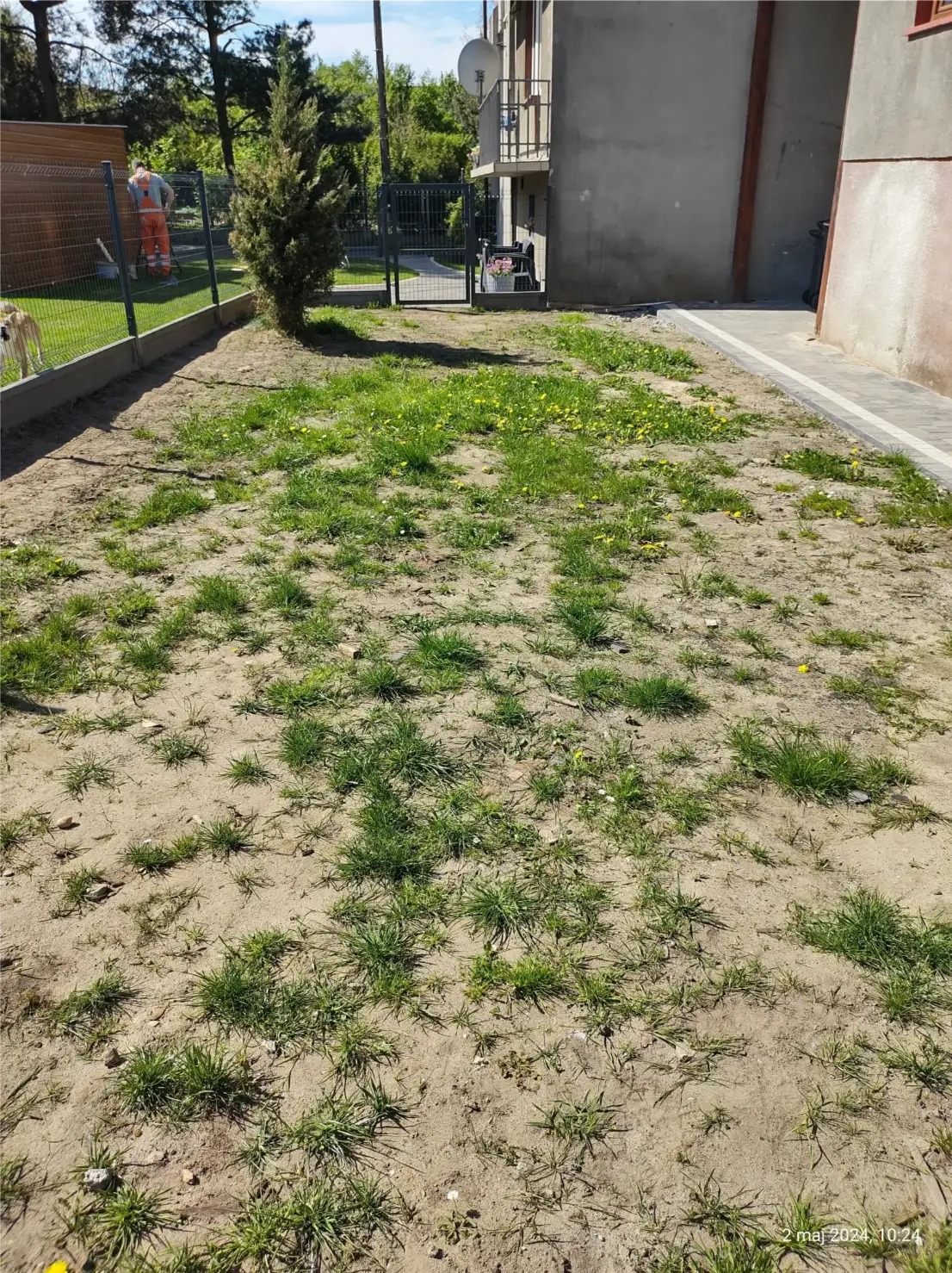 Teren z fragmentami trawy i gołą ziemią przygotowany pod zakładanie trawników przy budynku