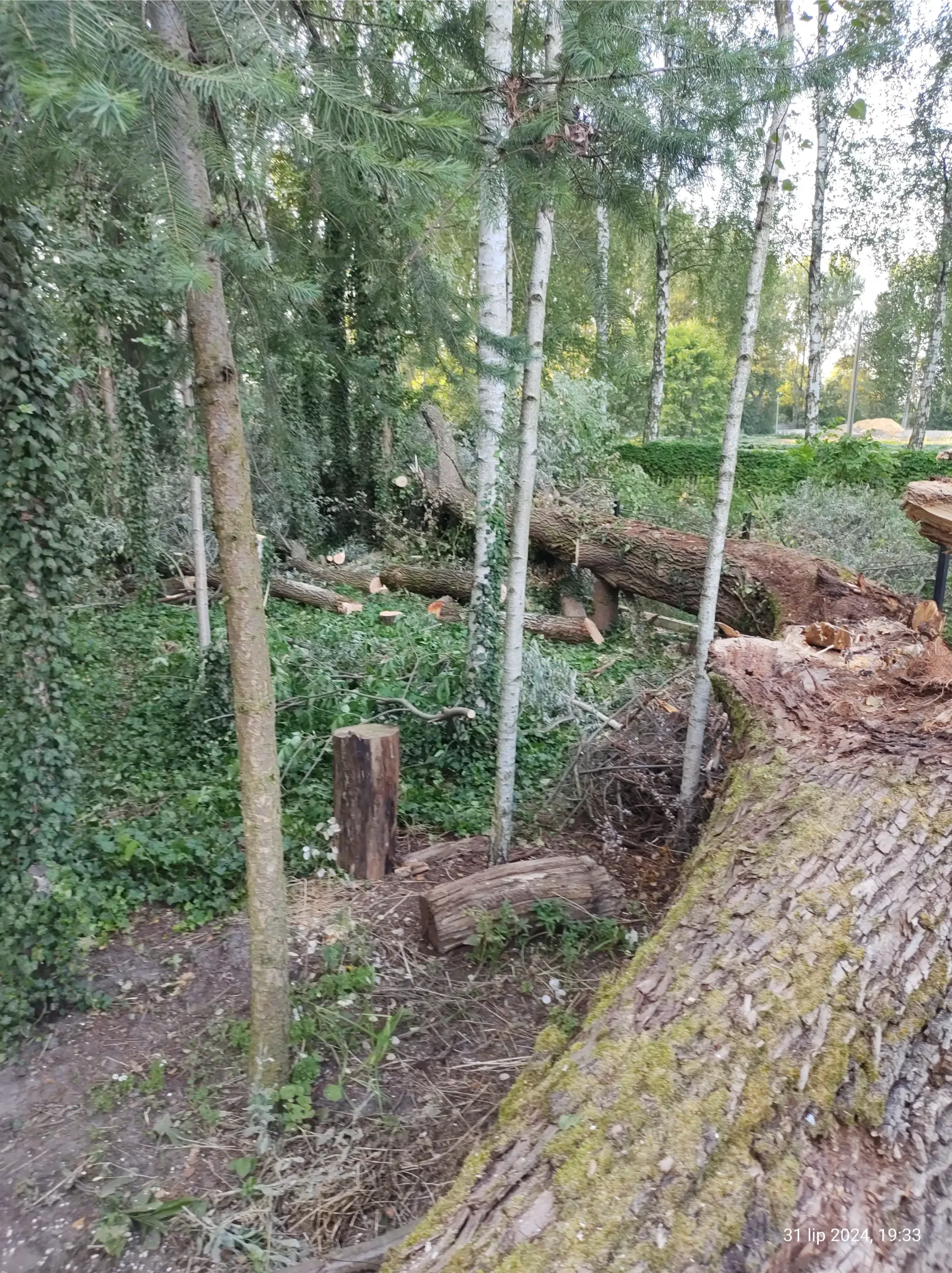 Karczowanie działek – leżące ścięte pnie i gałęzie na zarośniętej działce