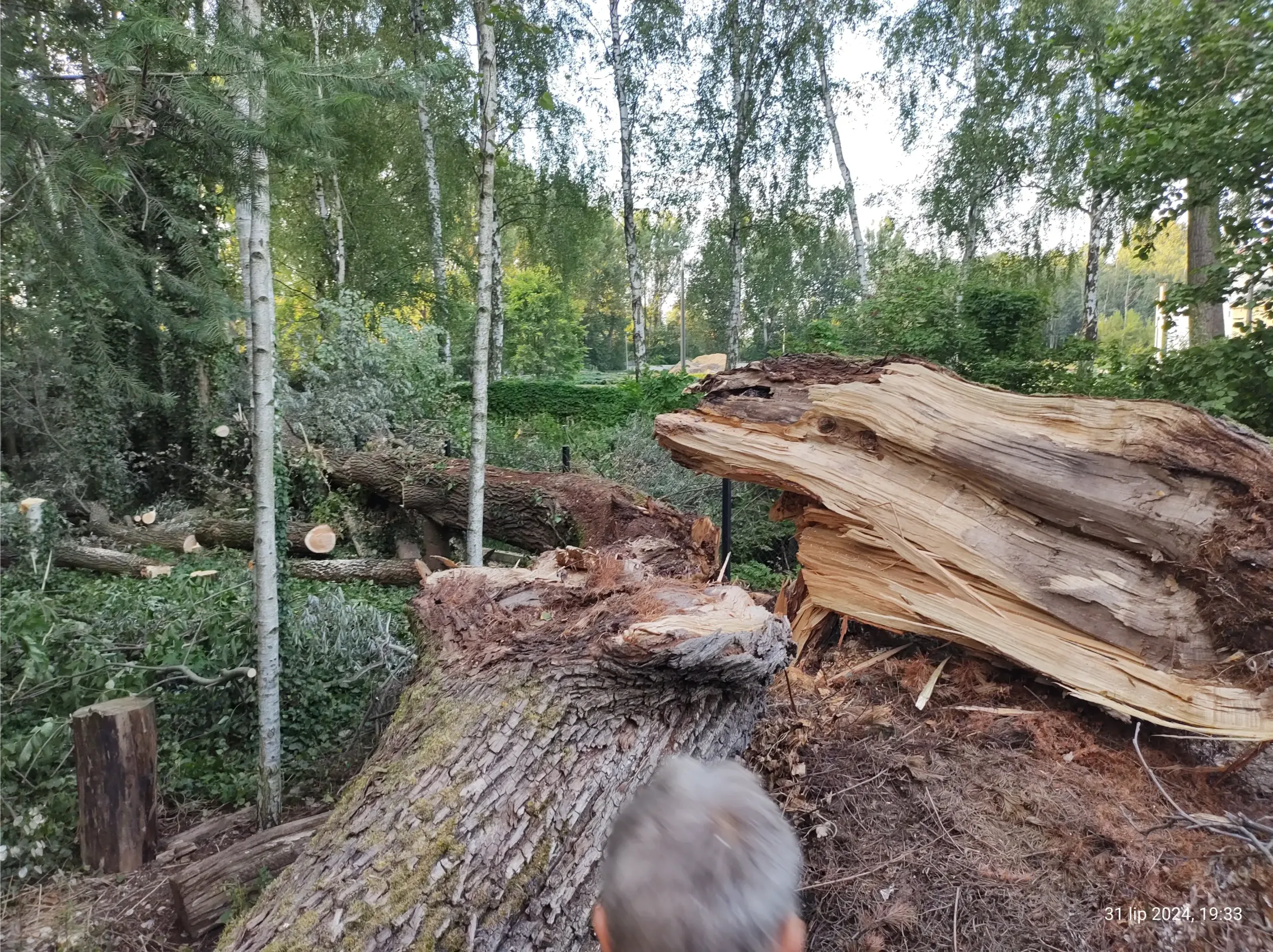 Karczowanie działek z przewróconym i pociętym pniem drzewa