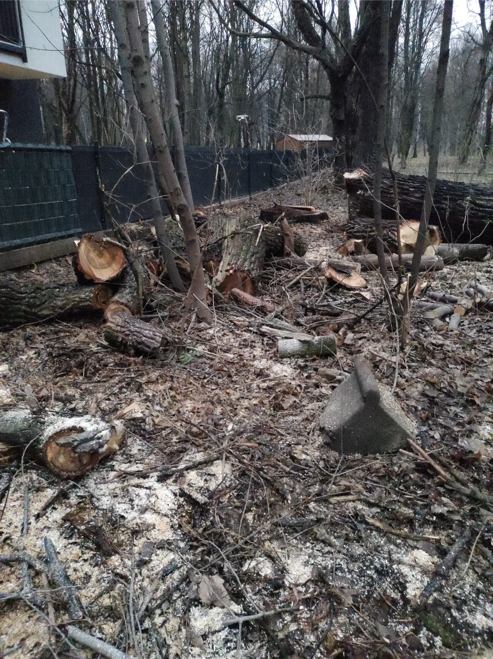 Powalone pnie i leżące kłody po wycince drzew w lesie – Karczowanie działek