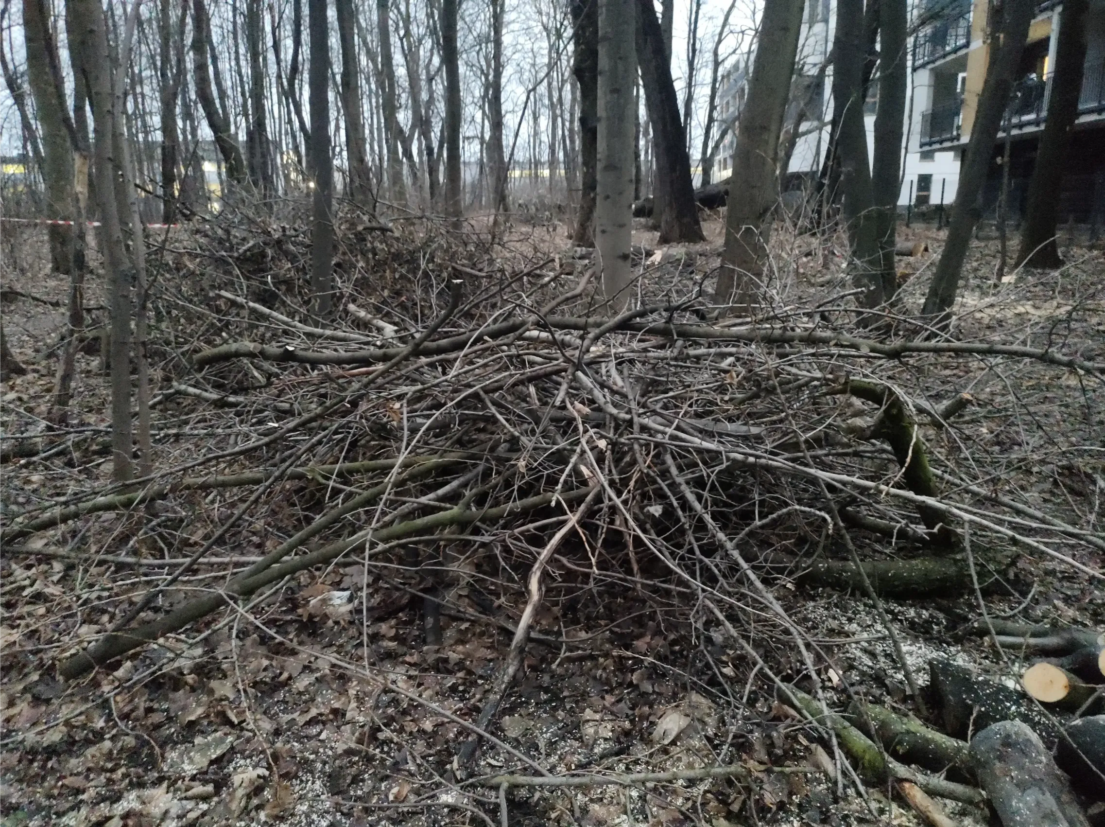 Stos ściętych gałęzi i trociny na zadrzewionej działce po przycinaniu drzew