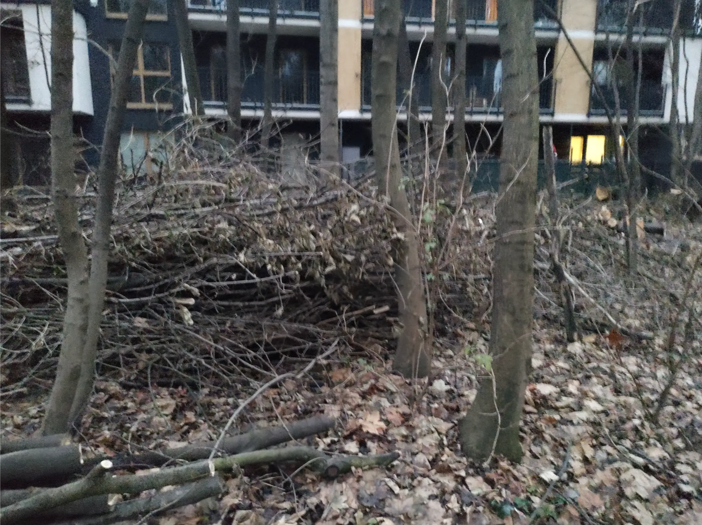 Stos pociętych gałęzi i konarów po przycinaniu drzew przy budynku wielorodzinnym