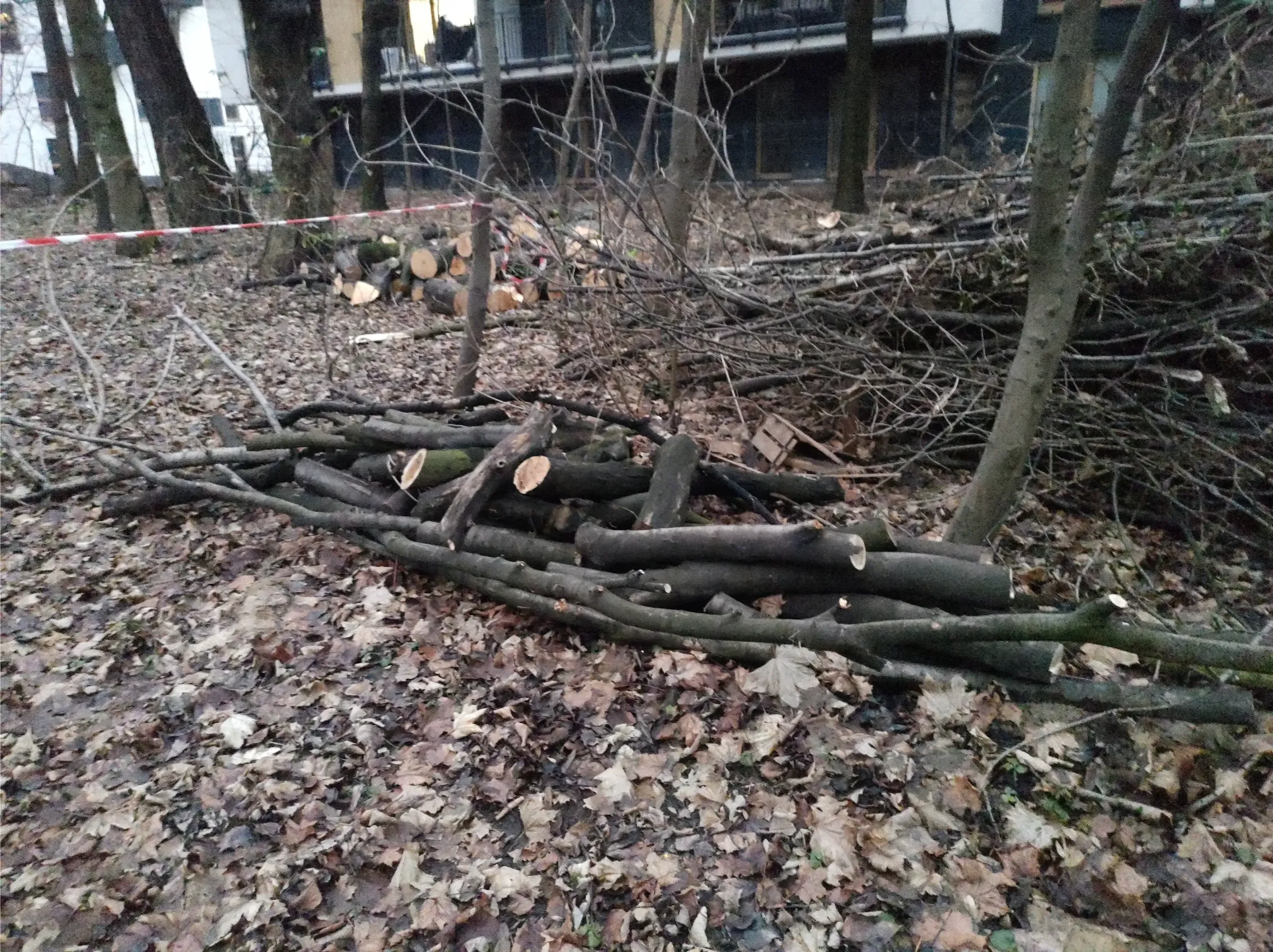Złożone pocięte kłody i gałęzie po przycinaniu drzew na terenie zalesionym