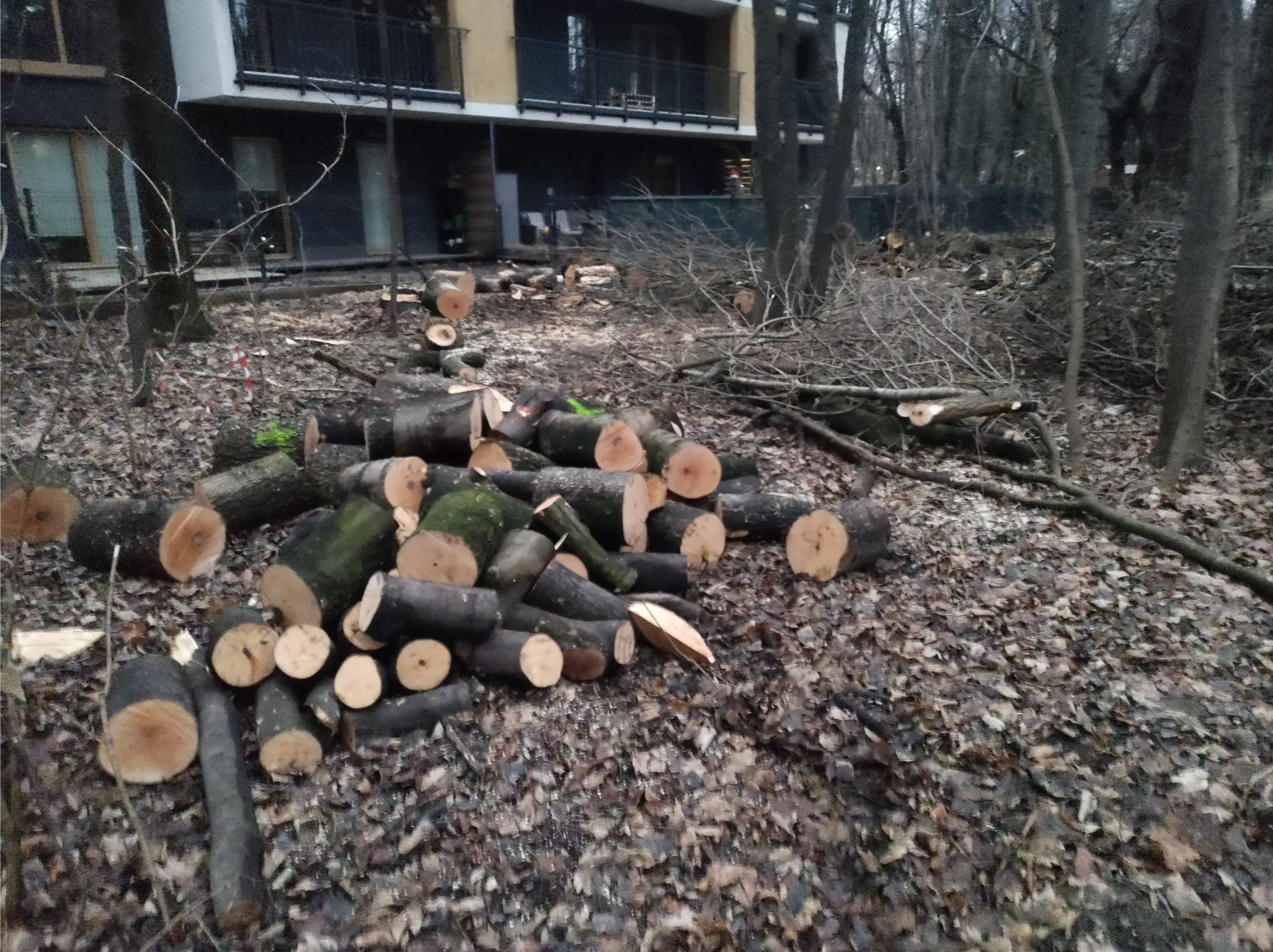 Stos pociętych pni drzew na liściastej działce przed budynkiem, karczowanie działek