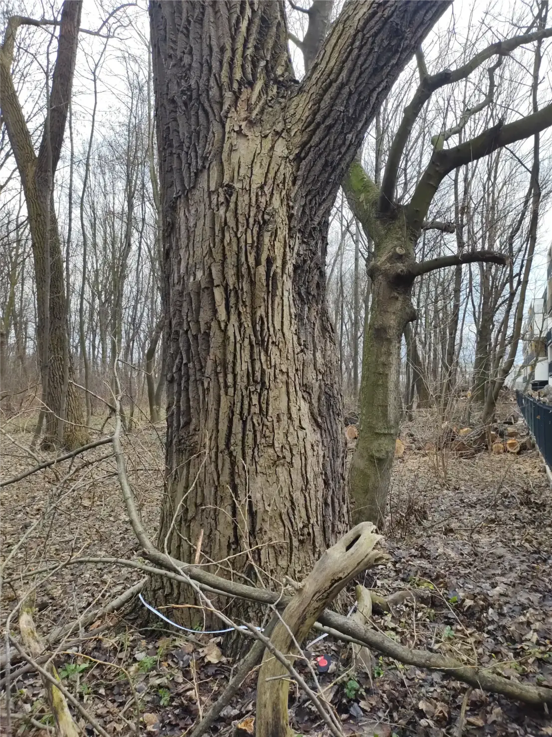 Widok pnia dużego drzewa z gałęziami i otoczeniem leśnym – inwentaryzacja drzew