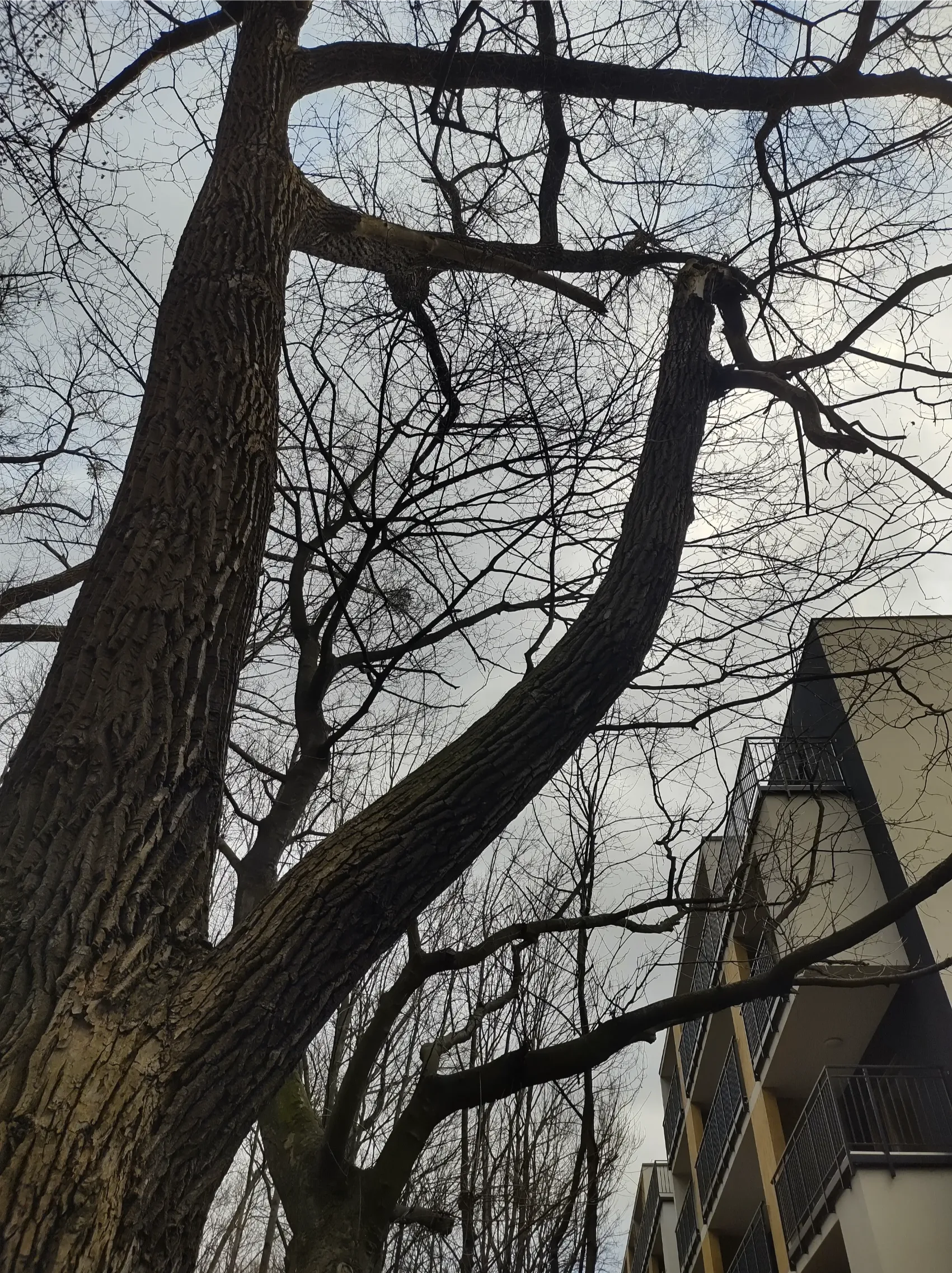 Pnie i gałęzie gołych drzew przy budynku mieszkalnym w zimowy dzień