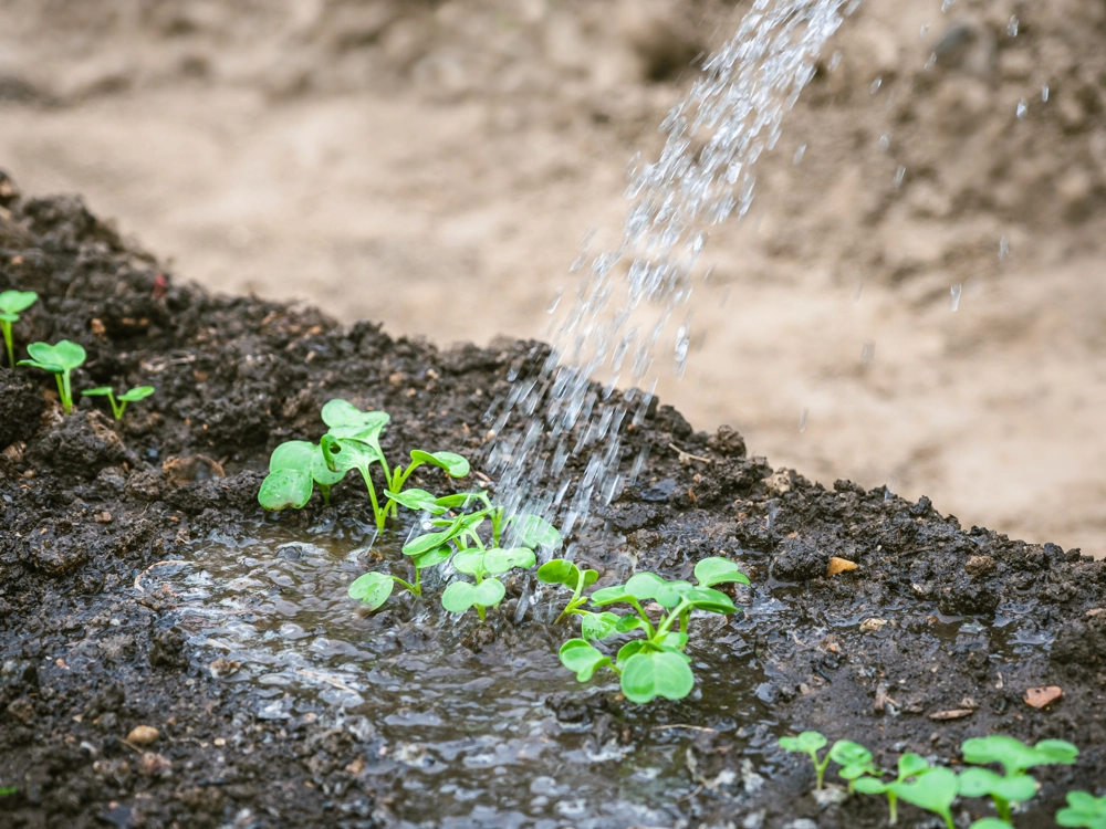 Podlewanie młodych roślin w grządce – Nawadnianie ogrodu