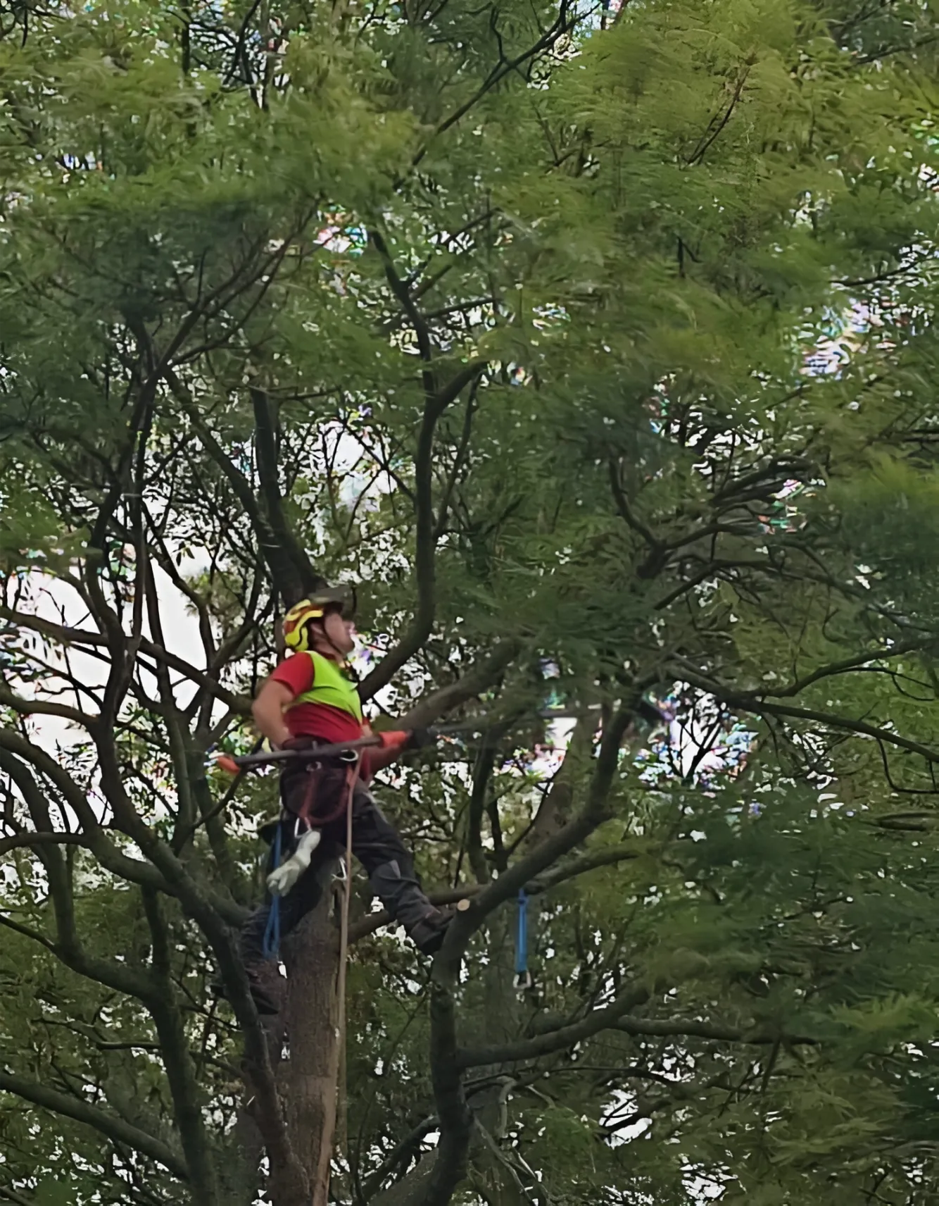 Pielęgnacja wysokościowa