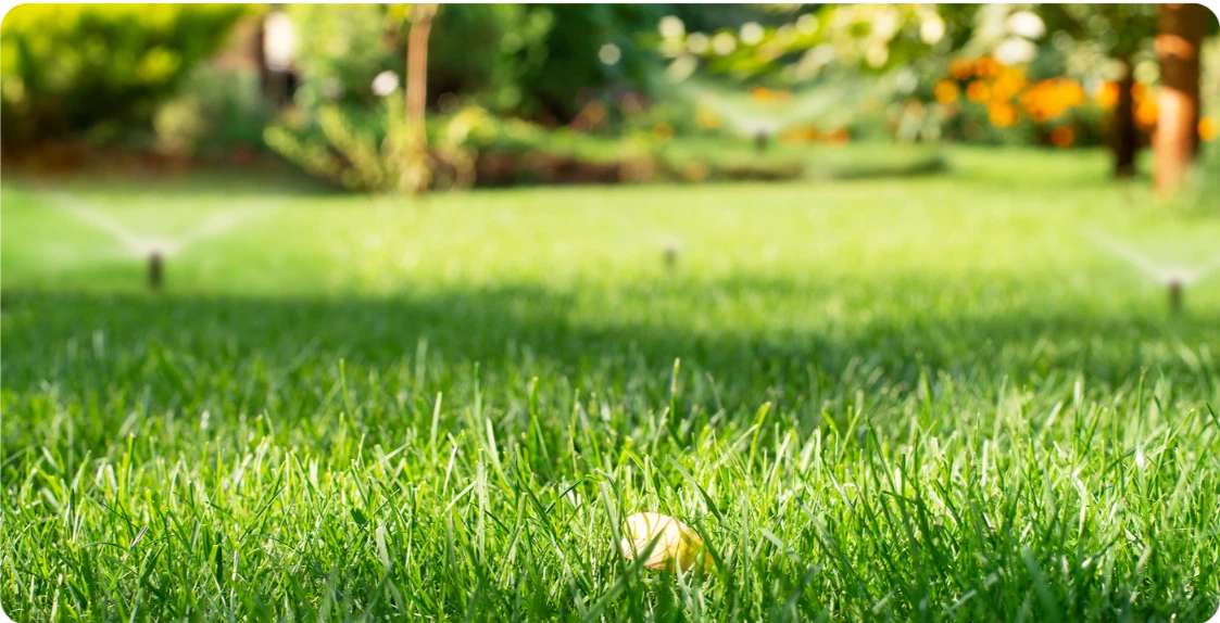 Zielony, gęsty trawnik podlewany zraszaczami w ogrodzie (Nawadnianie ogrodu)