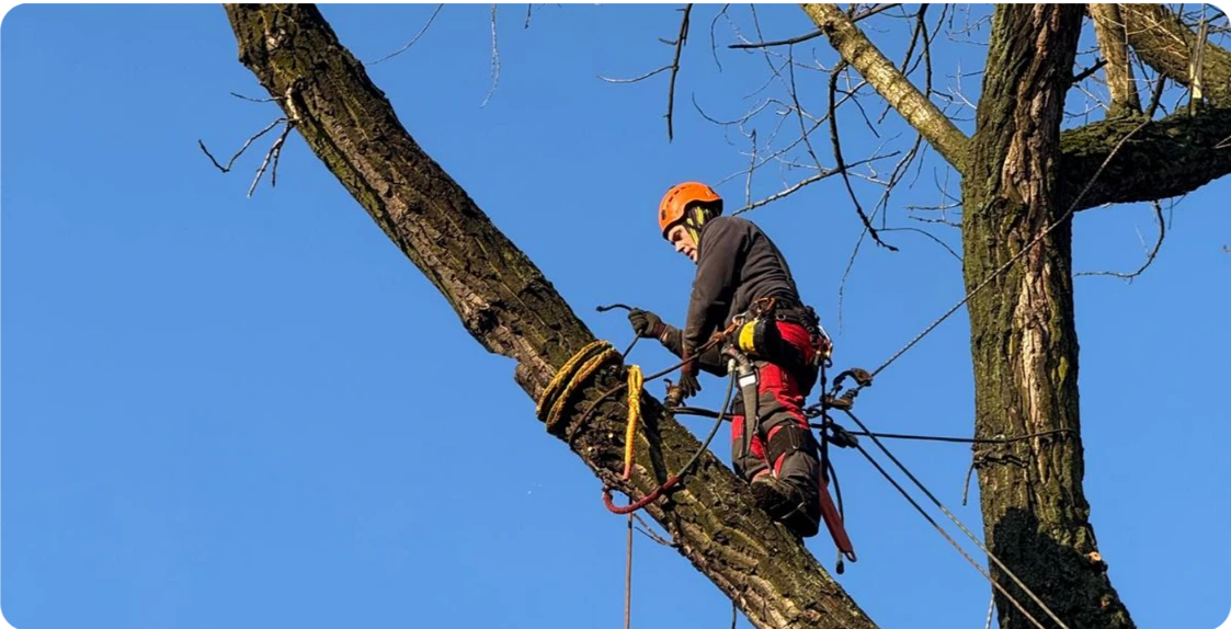 Pracownik na linach obcina gałęzie dużego drzewa z użyciem sprzętu arborystycznego – Przycinanie drzew